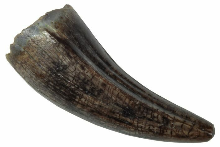 Fossil Crocodilian Tooth - Judith River Formation #263850